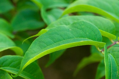 Heptacodium miconioides - heptacodium miconioides - list